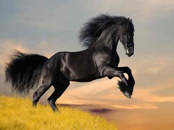 Mơ thấy con ngựa