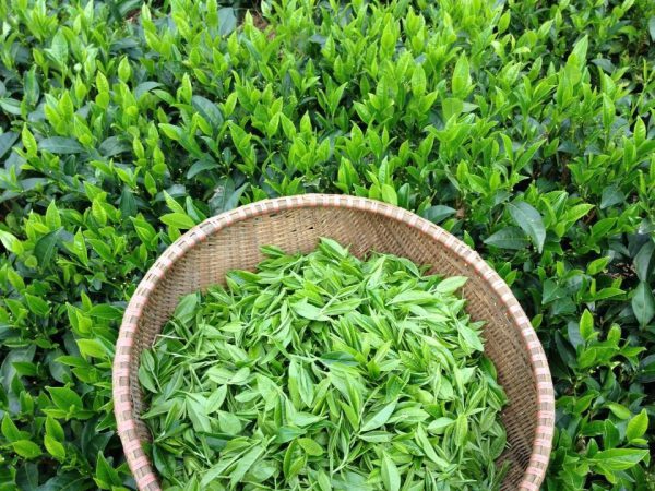 Lá trà xanh có tác dụng gì đối với sức khỏe và sắc vóc?