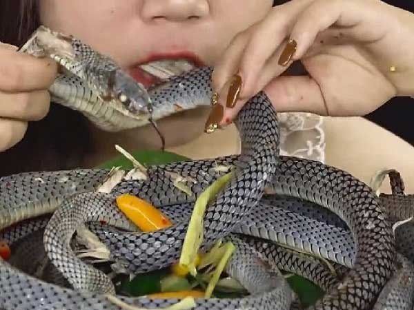 Mơ thấy ăn thịt rắn là điềm lành hay dữ? Đánh số mấy?